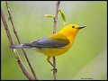 _3SB9224 prothonotary warbler